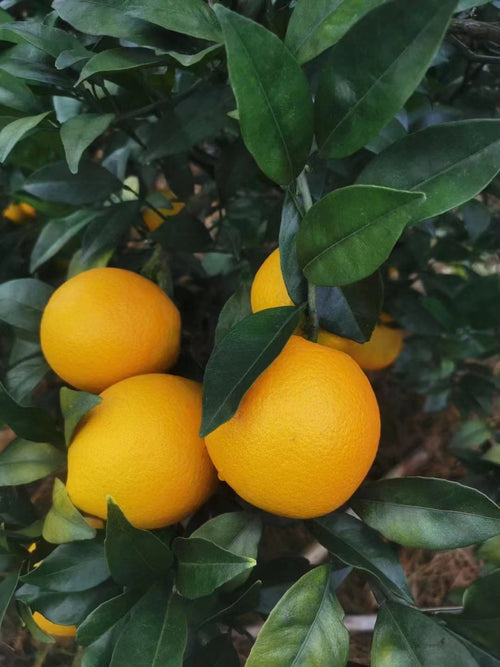 赣南脐橙五斤装