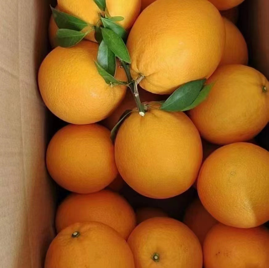 赣南脐橙五斤装